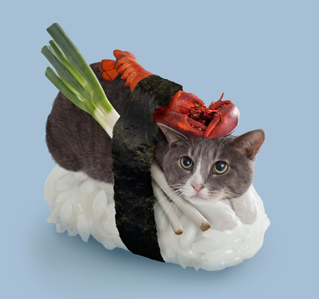 sushi cats2
